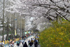 목포 유달산 봄 축제 4월6일 개막