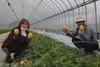 호남 유일의 집단 재배, 나주‘왕곡참외’금빛 수확 한창