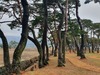 전남도, 2월 명품숲 ‘보성 웅치 용반 마을전통숲’ 선정