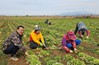 전남도 '유기농 봄동배추’ 2월 친환경농산물 선정