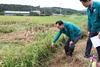 나주시 벼멸구 피해 확산 차단 총력...방제 약제 전액 지원