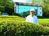 전남도 5월 친환경 농산물 보성 유기농 녹차 선정