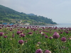 코끼리마늘 꽃으로 물들인 청산도