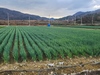 전남도-농협경제지주 전남산 대파 할인