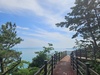 완도군 약산 해안 치유의 숲 ‘여름철 걷고 싶은 숲길’ 선정