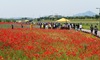 장성군 황룡강 꽃길축제...3년 만에 다시 열려