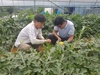 망고수박, 애플수박‘큰 인기’