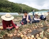 전남교육청 양파수확 봉사 실시