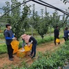 전남도 태풍 북상 배 농가 일손 보태